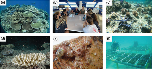 Translating the 10 golden rules of reforestation for coral reef restoration