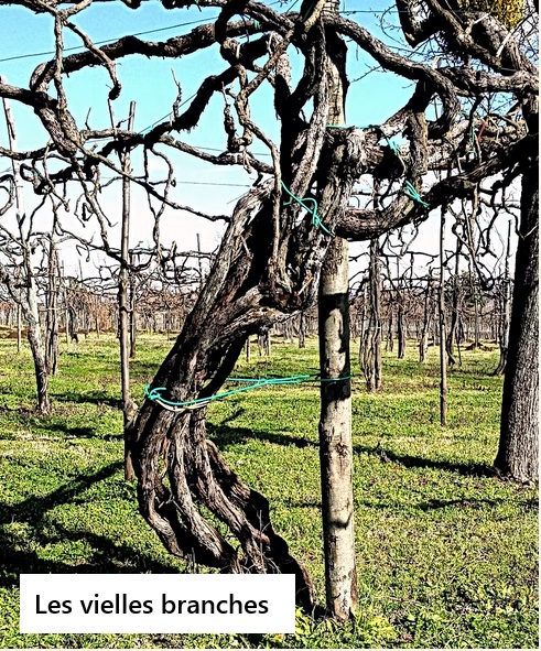 Les vignes à l’ancienne (Les vieilles branches)