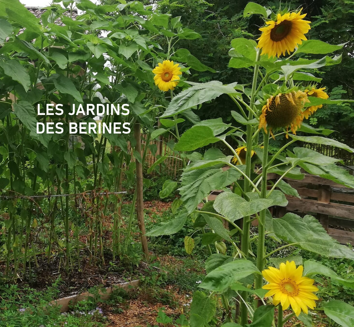 Jardin partagé