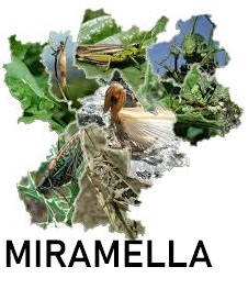 La connaissance et la préservation des orthoptéroïdes (Criquets, Grillons, Sauterelles…)